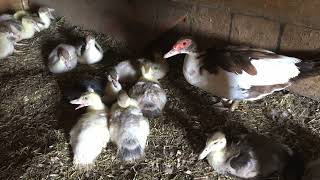 Muscovy Ducklings growth  29 to 35 days old [upl. by Nylisoj]