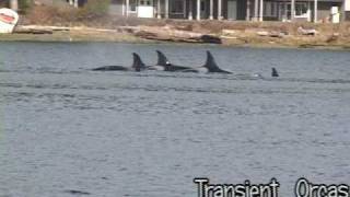 Orcas at Anchors Inn [upl. by Buchbinder]