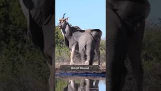 Giant Eland World Largest Antelope 😱 By Wild Adventures [upl. by Delaine]