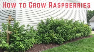 How to Start Growing Raspberries Compilation [upl. by Rowell]