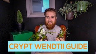 CRYPTOCORYNE WENDTII GREEN BROWN RED EASY AQUARIUM PLANT GUIDE [upl. by Arikahs]