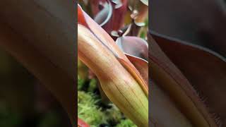 Heliamphora folliculata Aparaman AW  The veins of color are striking carnivorousplants [upl. by Waylan391]