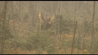 Chasse à lorignal dans la réserve faunique des Laurentides [upl. by Margarete]