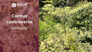 Le Cornus controversa Variegata  LArbre Pagode Variegé 🌿 [upl. by Ahsiya]