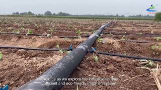 Efficient and EcoFriendly Exploring the Drip Tape Irrigation System [upl. by Ahsetan]