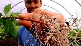 Amazing Fast Hardwood Cutting Rooting Trick  Rooting Red and Yellow Twig Dogwood Cuttings [upl. by Eleanora]