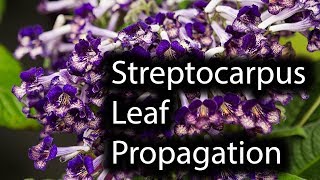 How To Propagate Streptocarpus From Leaf Cuttings [upl. by Prochoras338]