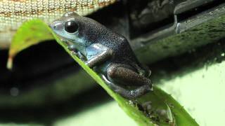 Oophaga pumilio cauchero eggs [upl. by Mayberry]