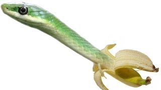 Tutorial Photoshop CS6  Come fondere due immagini serpente banana [upl. by Lettig213]