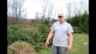 Replanting Christmas Trees in an Old Xmas Tree Field [upl. by Ecidnak]