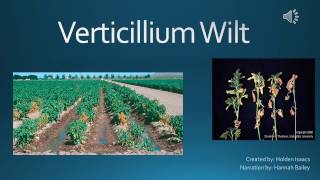 Verticillium Wilt [upl. by Tereve]