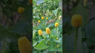 Yellow Toothache Plant Acmella Oleracea Spilanthes Eyeball Plant Toothacheplant Paracress [upl. by Onnem647]