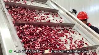 How Are Pomegranate Seeds Removed in A Factory [upl. by Drawdesemaj704]