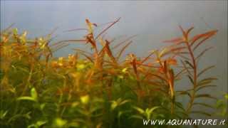 Time Lapse  Rotala Colorata growing ELOS elite [upl. by Bixby166]