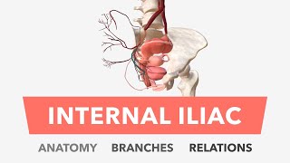 Internal Iliac Artery  Anatomy Branches amp Relations [upl. by Snowman187]