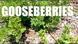 GOOSEBERRIES Everything You Need To Know [upl. by Breana577]