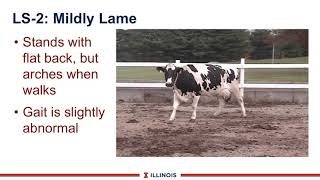 Measuring Lameness on the Farm [upl. by Fleta]