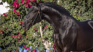 Horse for Sale  Young Black Lusitano Stallion with Charisma and Potential REF895 [upl. by Znarf569]