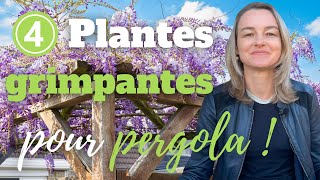 4 plantes grimpantes pour pergola en plein soleil [upl. by Kauffmann]