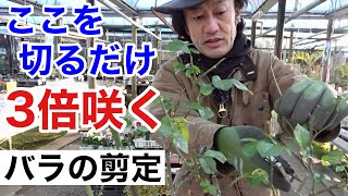 【切らないと咲かない】誰でも咲かせれるバラの剪定教えます 【カーメン君】【園芸】【ガーデニング】【初心者】 [upl. by Atelahs]