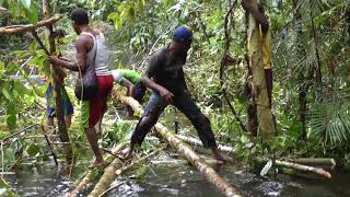 West Papua  Expedition to the Kuruwai Part 2 March through the Rain Forest [upl. by Ahsenad]