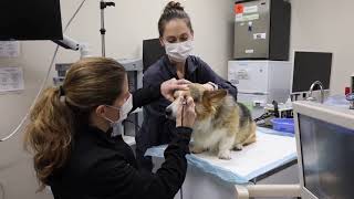 Cataract Surgery for Your Pet  What to Expect  MedVet Veterinary Ophthalmology [upl. by Ruyle]