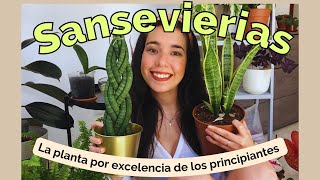 ¿Cómo cuidar una sansevieria Sansevieria trifasciata laurentii y sansevieria cilíndrica [upl. by Eiluj]