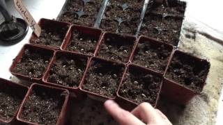 How to Sow Zucchini Seeds [upl. by Marietta299]