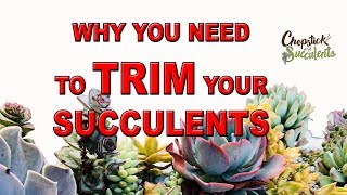 Why You Need to TRIM your Succulents [upl. by Anaahs]