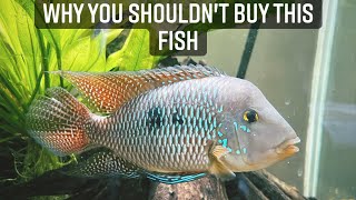 Why I Regret Buying My Geophagus  South American Cichlid  Geophagus Brasiliensis  Earth Eaters [upl. by Margarette]