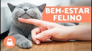 Como fazer um GATO FELIZ em 10 atitudes [upl. by Aitnohs]