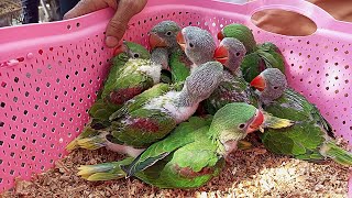 Baby Parrots Price 2024  Lalukhet Sunday Birds Market  Raw Ringneck Grey Chicks [upl. by Bausch]