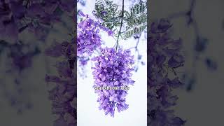 🌸 Bloomerang Lilac Tree A Global Bouquet of Fragrant Beauty 🌍✨ [upl. by Coplin]