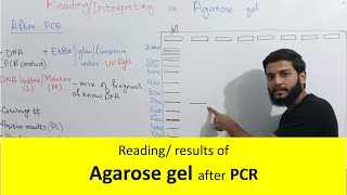 ReadingInterpreting Agarose gel after PCR [upl. by Cowen]