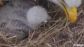 SWFL Bald Eagles🦅 Parents clear obstruction from E23s 🐥 throat 😮‍💨 2024 Jan 14 [upl. by Black]