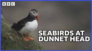 Spotting Puffins and Razorbills at Dunnet Head  Roaming in the Wild  BBC Scotland [upl. by Ronym]