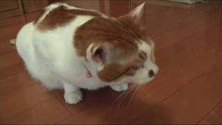 変なクシャミをいっぱいする猫 Sneezing Cat [upl. by Press]