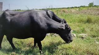 beffelow eating grass sweet village Sptember 26 2024 [upl. by Einaj327]