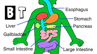 Digestive System for Kids  How Digestion Works  human body parts for children [upl. by Gladis]