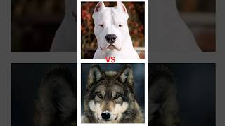 Dogo Argentino vs Wolf fight [upl. by Adley]