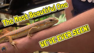 The Most Beautiful Schneiders Skink Weve Ever Seen  And More Awesome New Animals amp Fish [upl. by Atinram52]