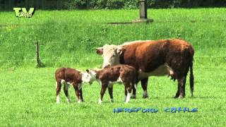 Hereford cattle amp calves [upl. by Yecac]