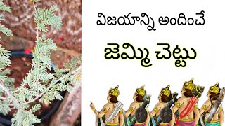 Jemmi chettu uses in telugu  జెమ్మి చెట్టు  సర్వరోగ నివారిని  Shami tree uses [upl. by Talanta]