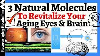 3 Natural Molecules To Revitalize YOUR AGING EYES amp BRAIN [upl. by Ialohcin]