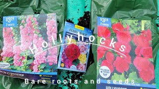 Potting Perfection How to Plant Hollyhocks in Containers bareroots and seeds [upl. by Ydnyl]