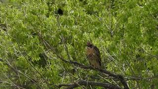 The Hawk and the Redwinged Blacked Bird [upl. by Valtin]