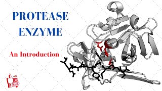 PROTEASE ENZYME An Introduction [upl. by Lesya]