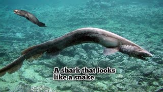 Frilled Shark 🦈 [upl. by Ydniahs892]