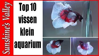 Top 10 aquariumvissen voor klein tot middelgroot aquarium  Aquarium Sunshine Valley [upl. by Styles]