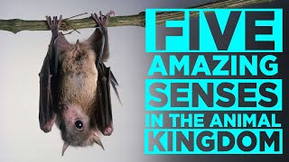 Five Amazing Senses in the Animal Kingdom [upl. by Laktasic]